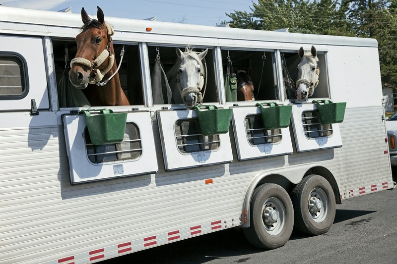 Bezpieczny transport koni